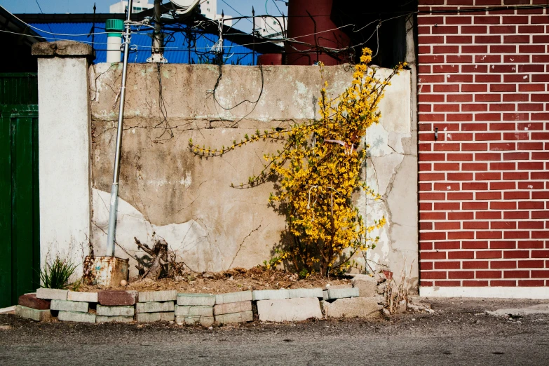 there is a very large plant on a brick wall