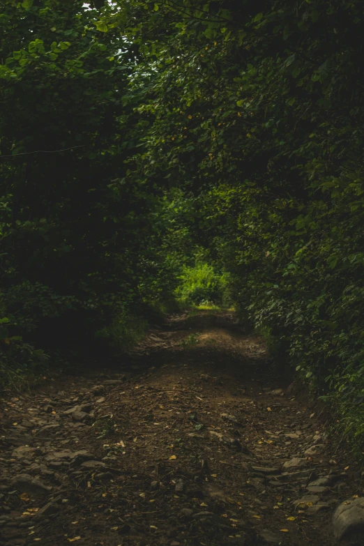 dirt path between trees lined with leaves