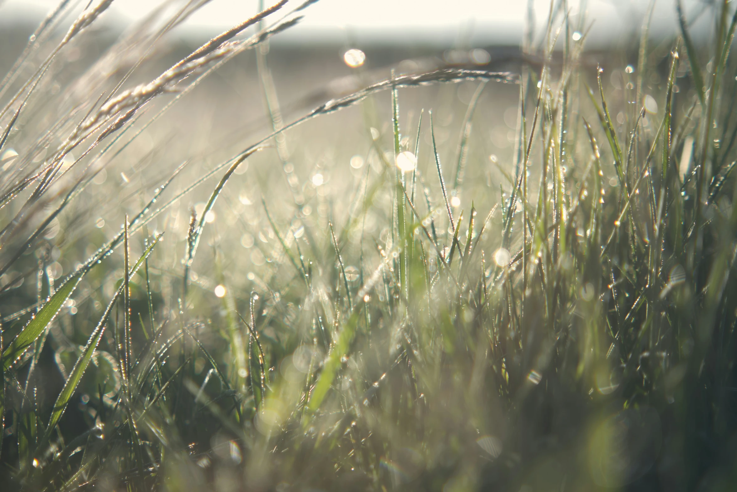 the grass is covering itself with droplets of water