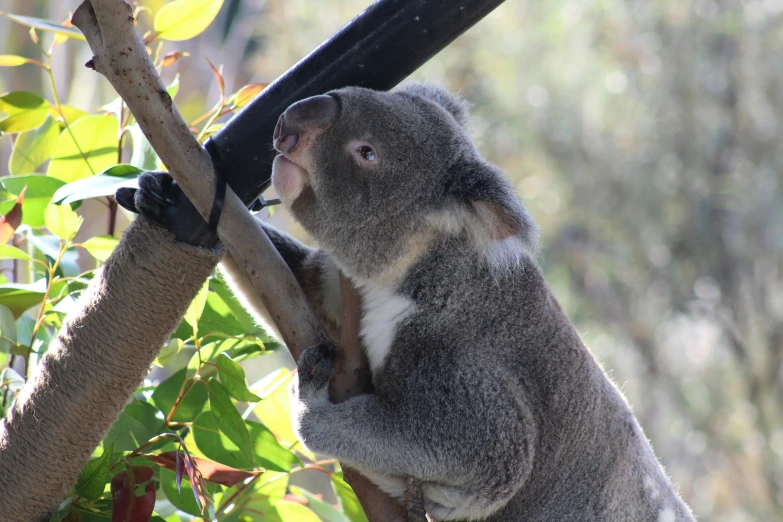 a koala sitting on the limb of a tree