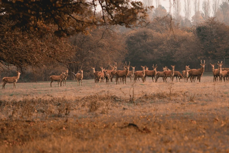 a group of deer that are standing in the grass