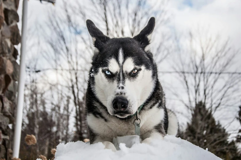 a husky dog looking straight ahead on a leash in the snow