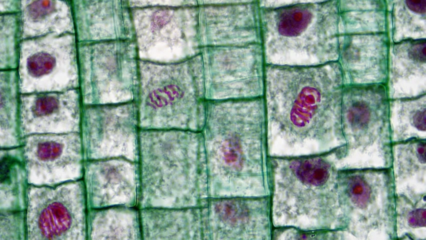 several cells that appear to be small on a surface