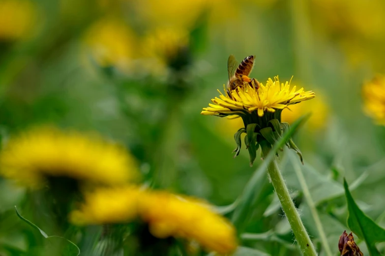 a bee on the top of a yellow dandelion flower