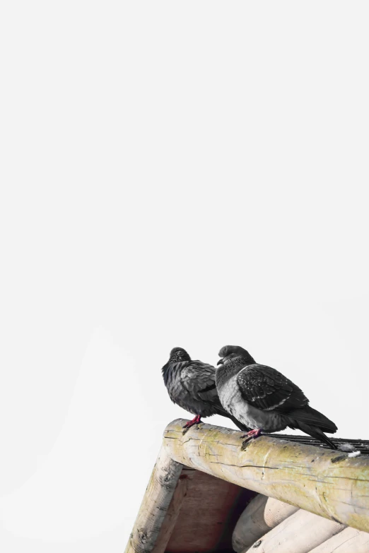a couple of birds sit on the edge of a roof