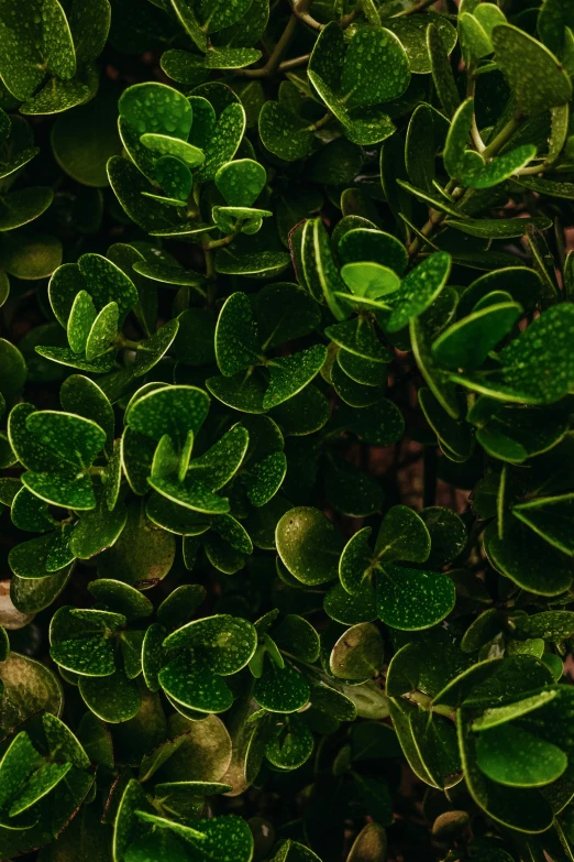 a group of green plants with leaves near one another