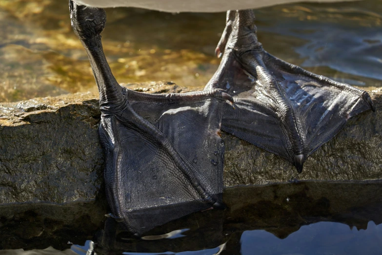 the image is taken from above and shows what looks like plastic, water and rocks