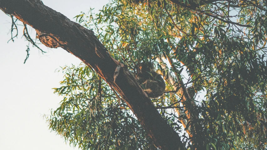 a koala in a tree reaching up into the sky