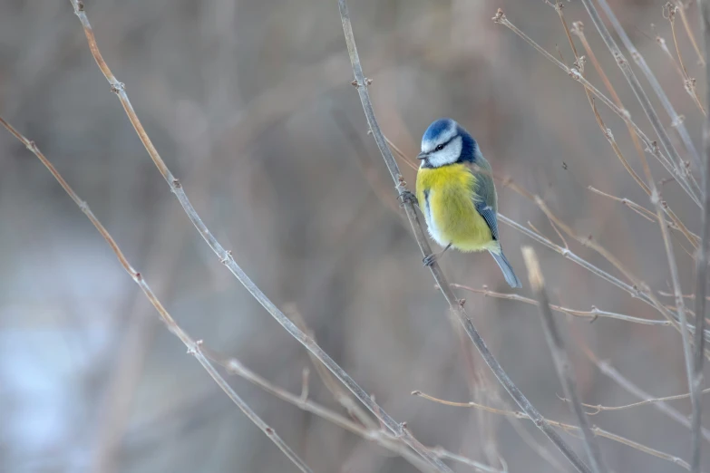 a small bird perched on top of a tree nch