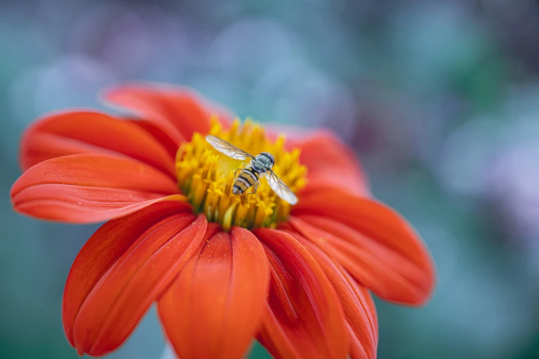 a red flower with a fly on top