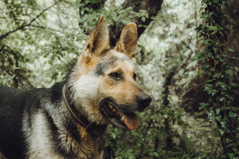 a black, white and brown dog standing next to trees