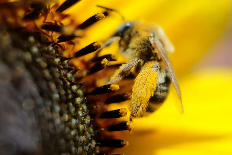 a bee on top of a flower