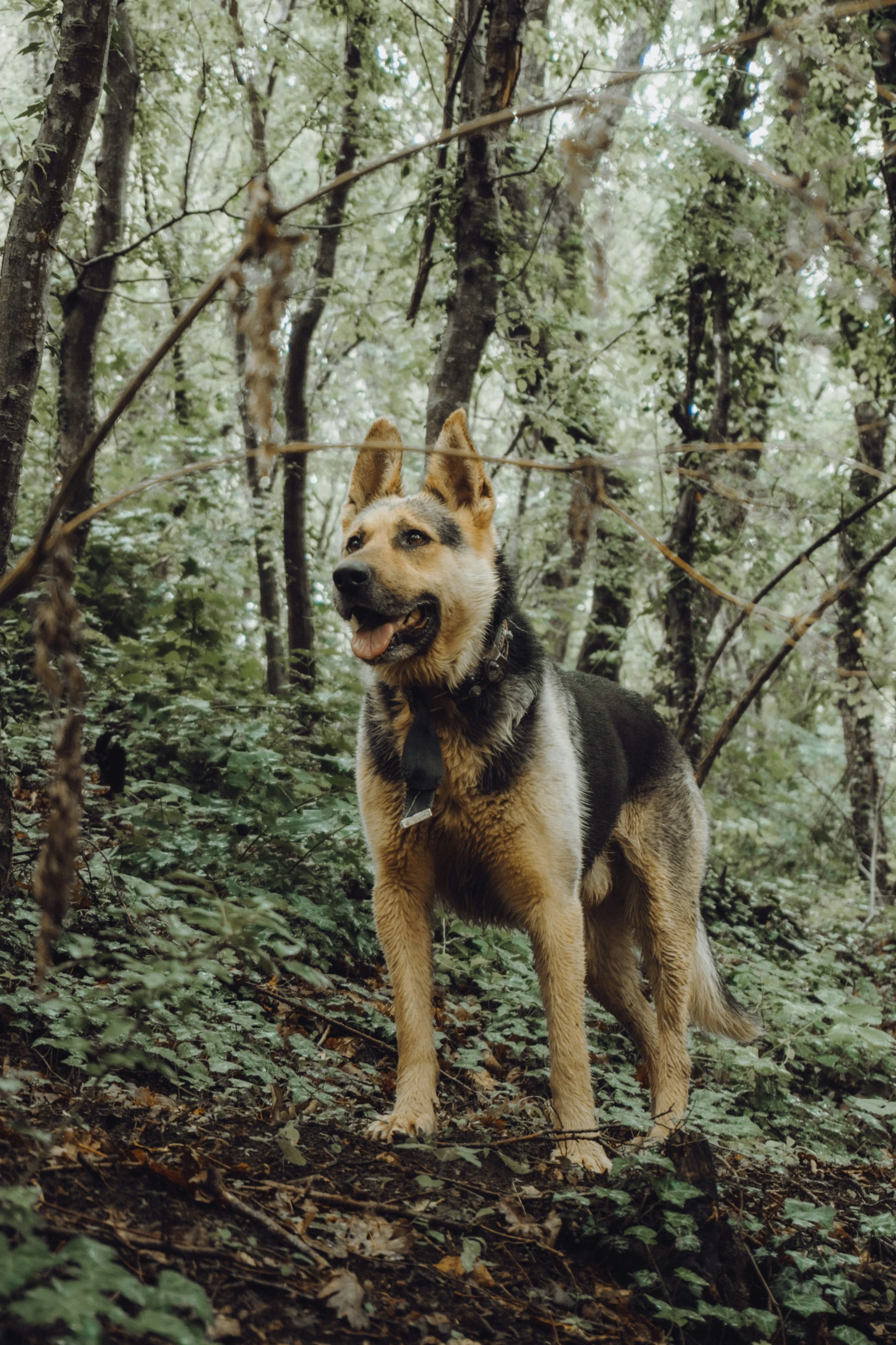 a german shepherd stands alone in the forest