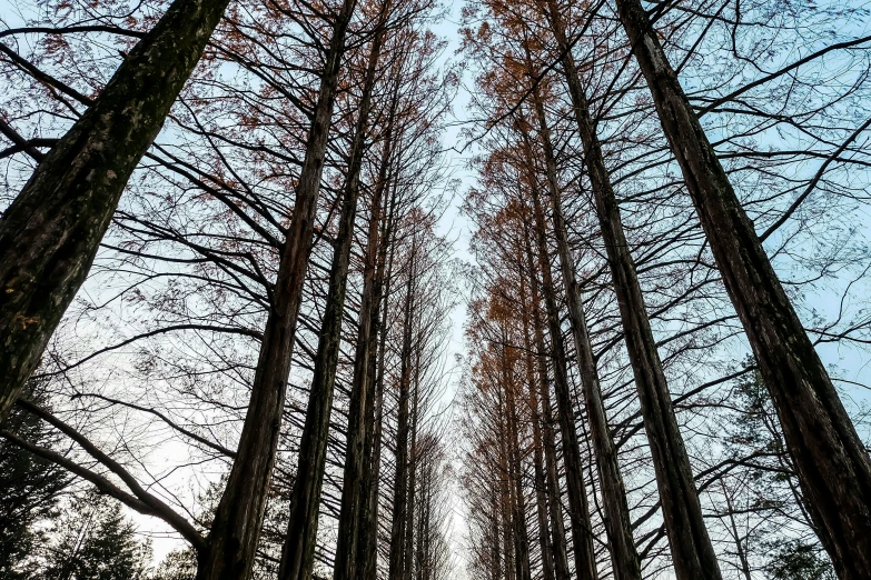 multiple trees towering into the sky