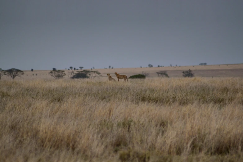 a brown field full of brown grass and trees