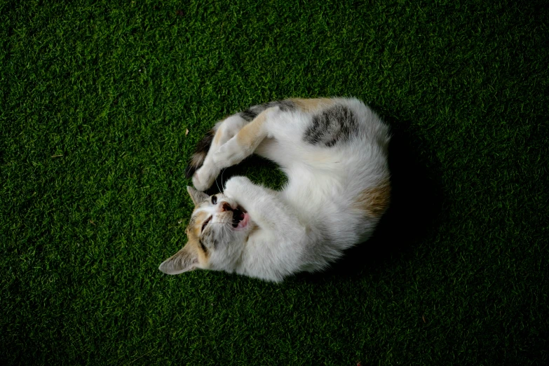 a cat rolling around on some grass