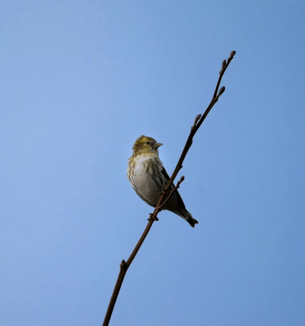 a bird sits on a nch looking to the sky