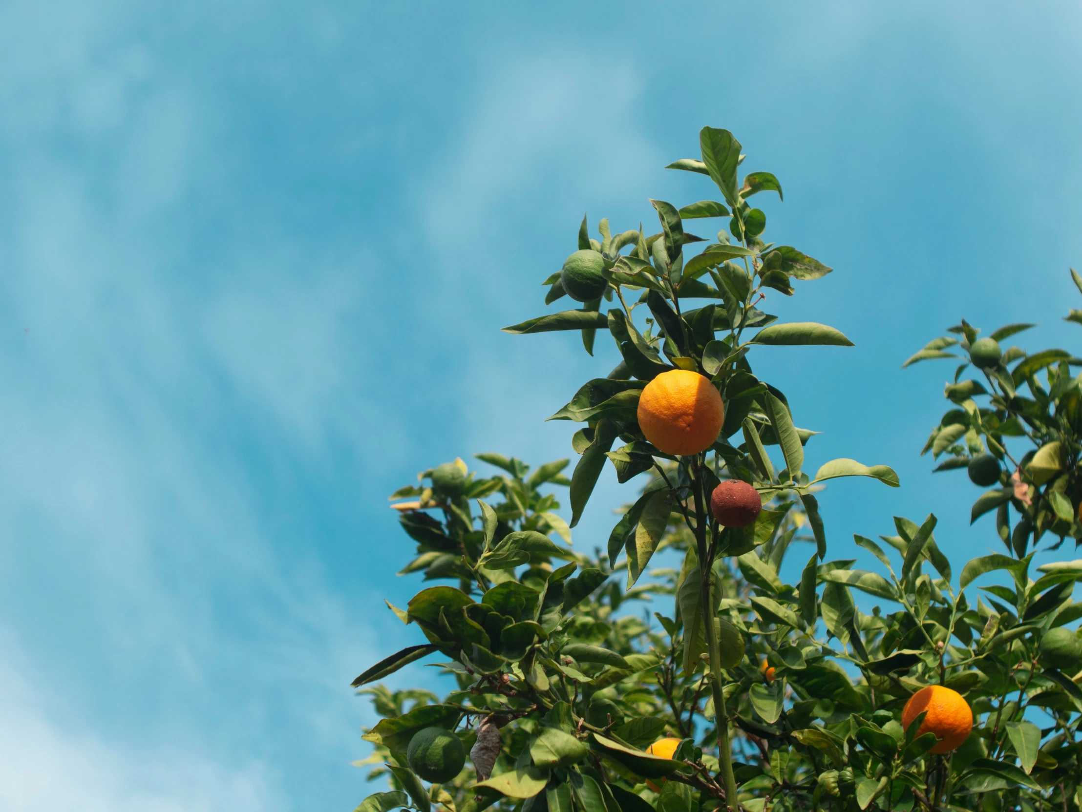 several ripe fruit sitting in the top of a tree