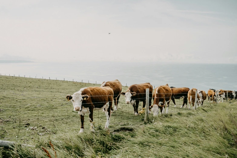 a herd of cows in the grass near the water