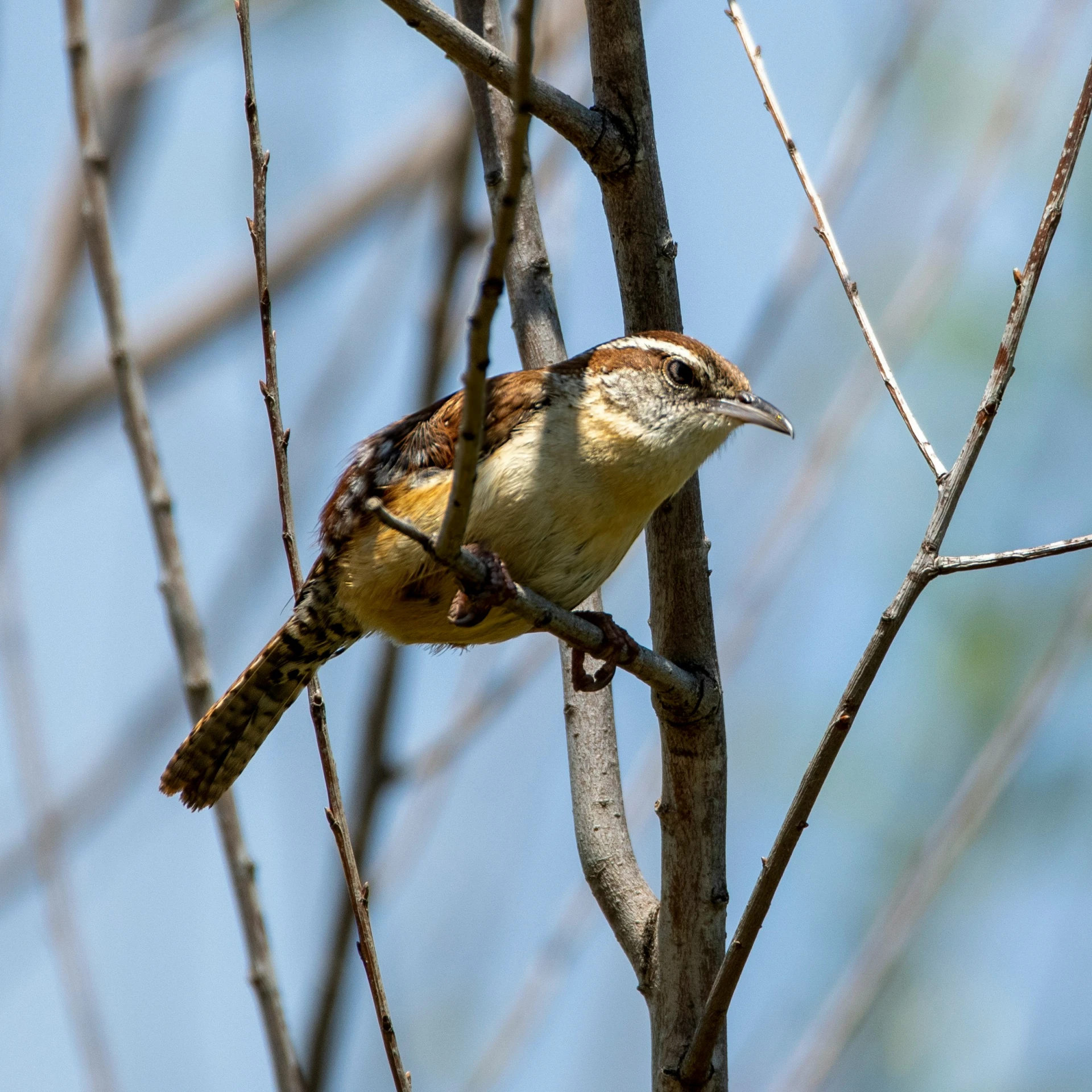 a bird that is perched on top of a tree