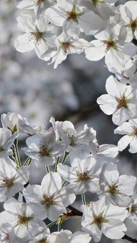 white flowers are standing near each other