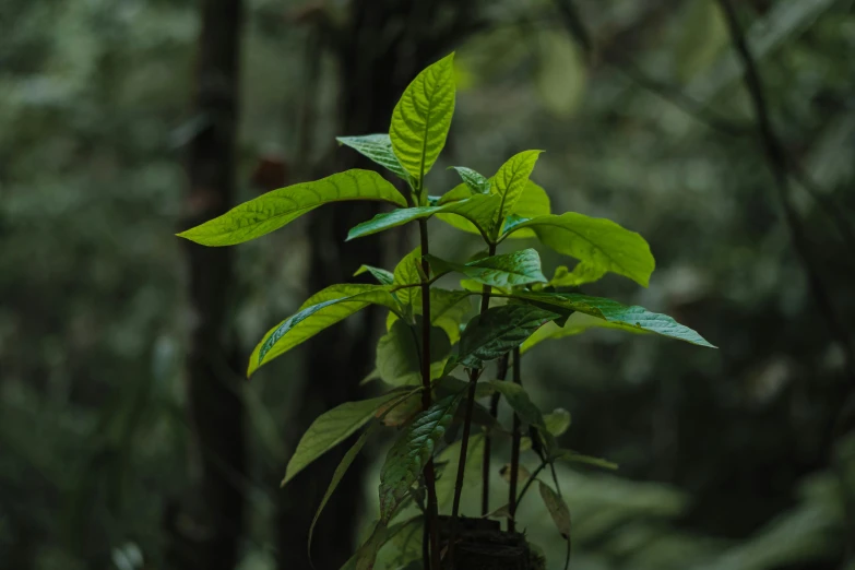 this plant is sitting alone in the woods