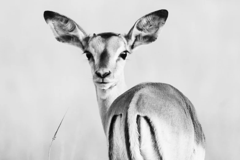 an antelope stares at the camera with one eye closed