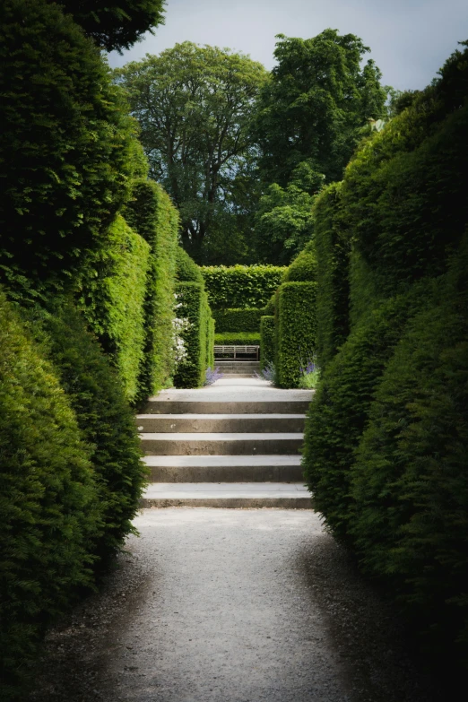 there is a long stairway made of leaves