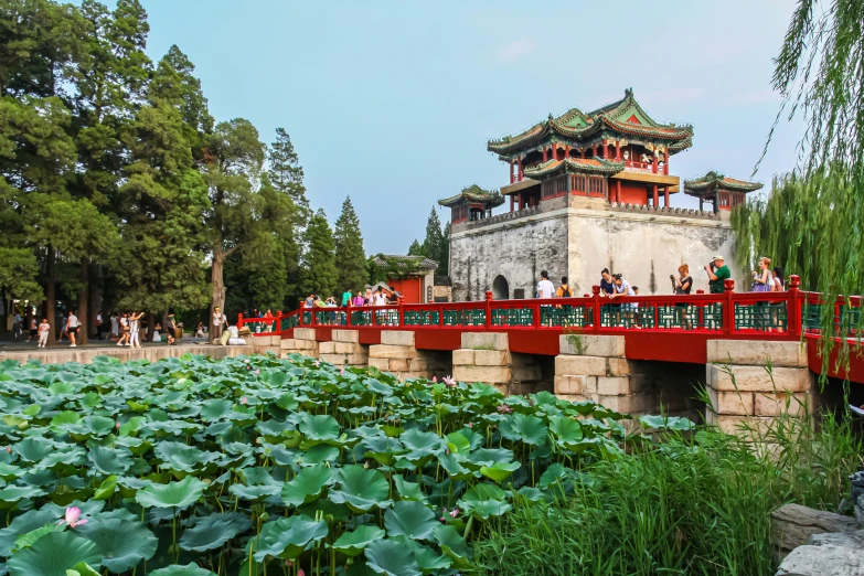 a bridge over a pond and water plants