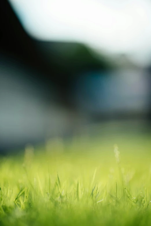 a small, red teddy bear standing in the grass