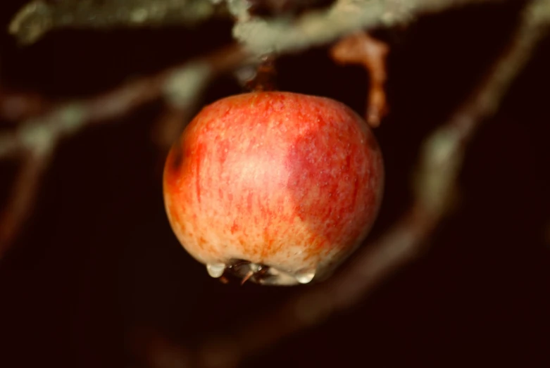 a very ripe looking apple hanging on a tree