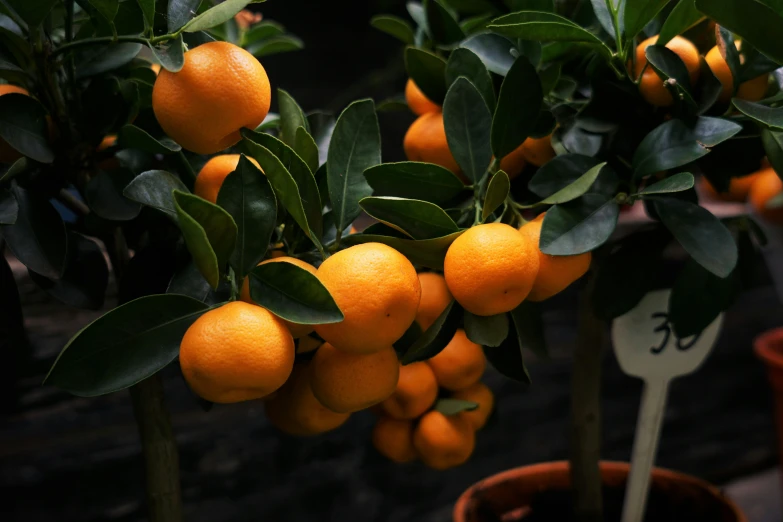 group of oranges growing on top of some plant