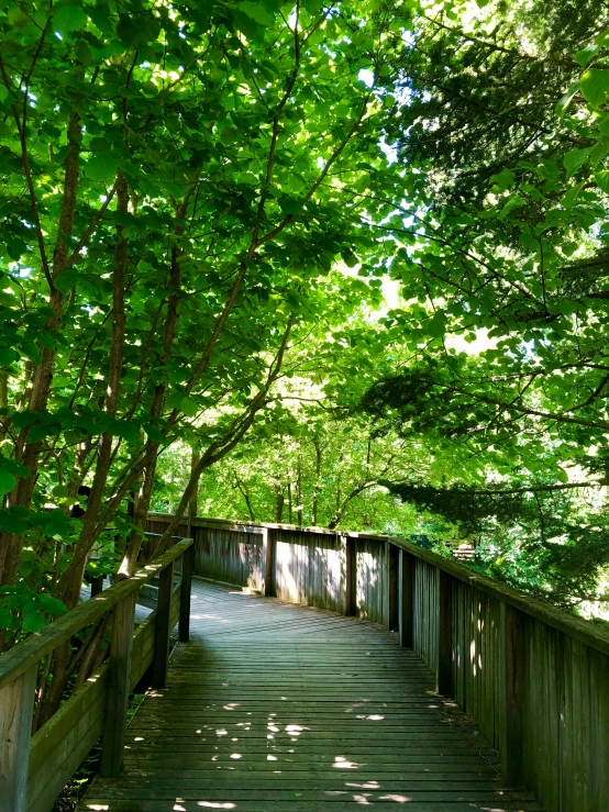 a very small wooden bridge leading into the woods