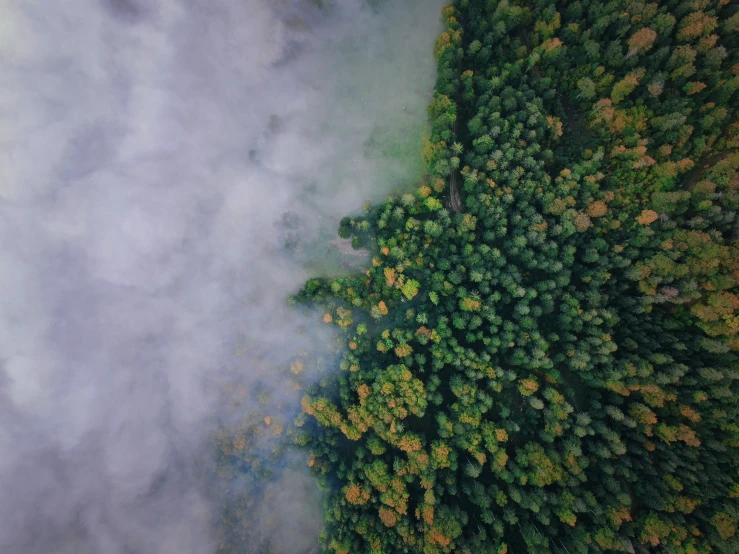 the sky is over a tree covered forest