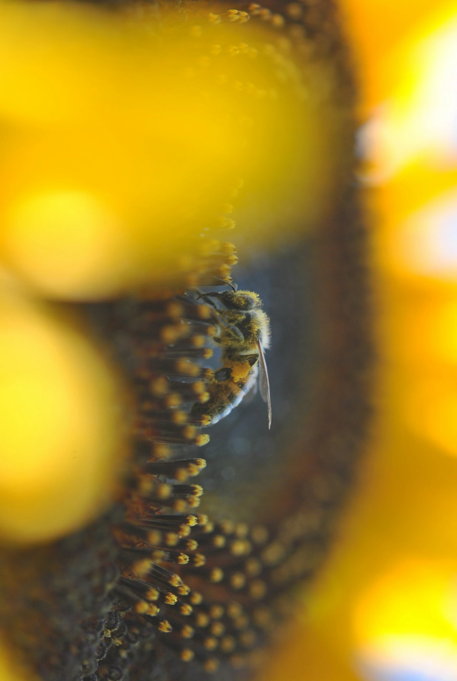 the view of a bee's back end through the middle of a flower