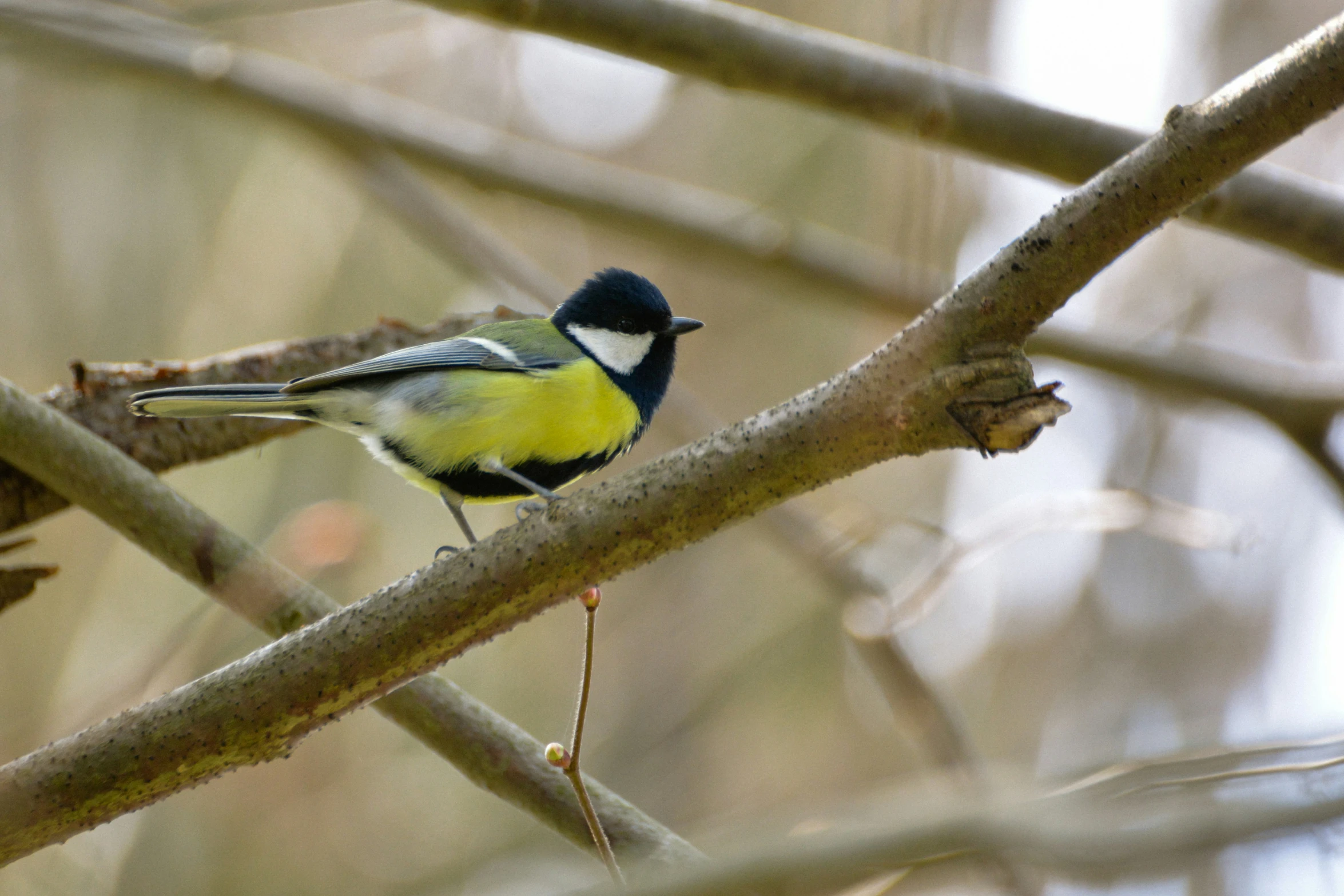 a bird sits on a nch in a tree