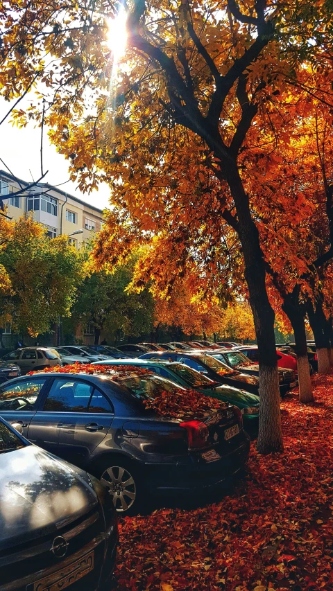 an autumn day in the park full of cars