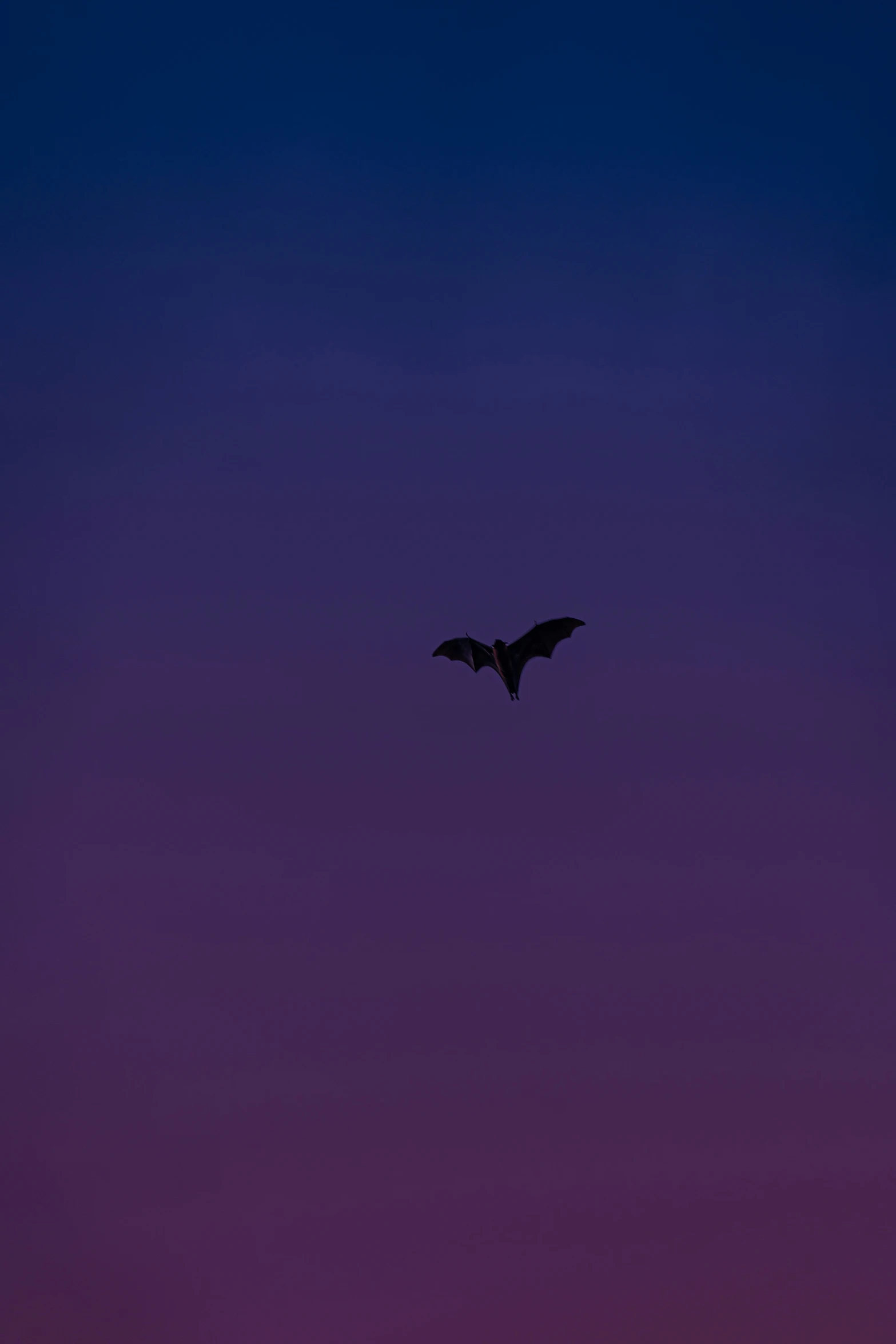 there is a large bat flying in the sky