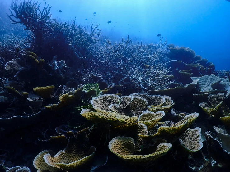 corals and seaweed in the blue water