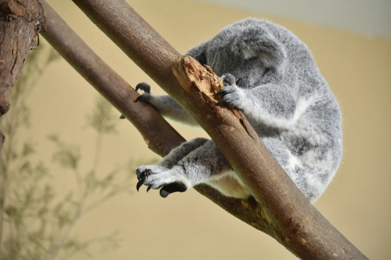 koala bear climbing up a tree nch near the wall