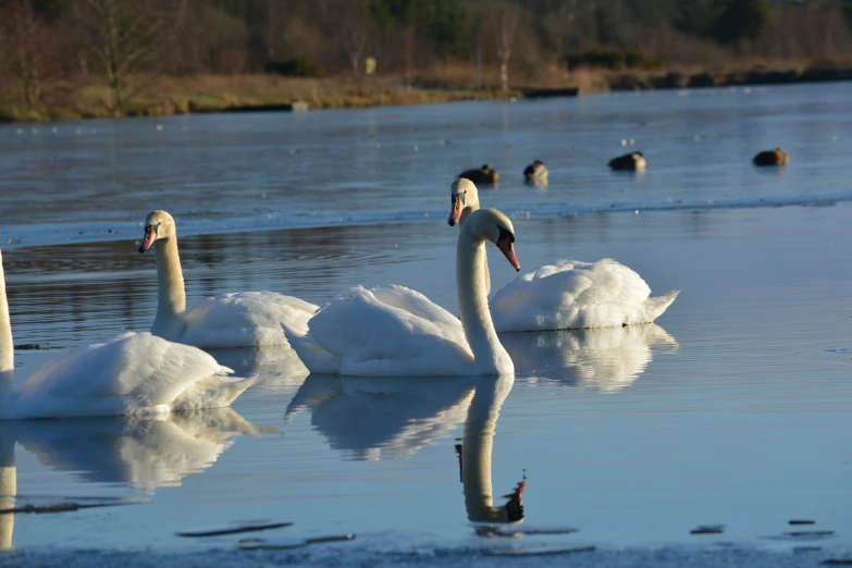 a group of swans swimming on top of a lake