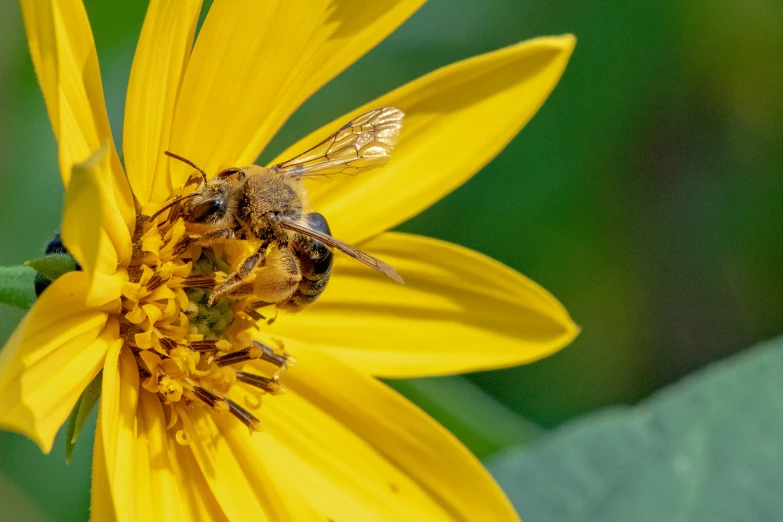 a bee is sitting on top of a flower