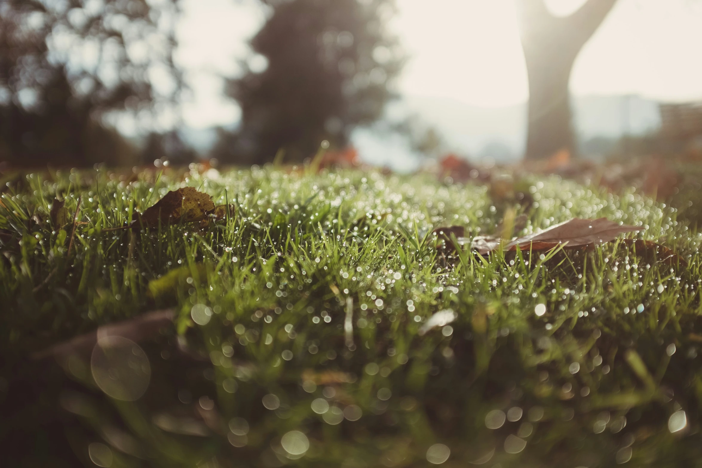 some grass and trees in the background with a small yellow object