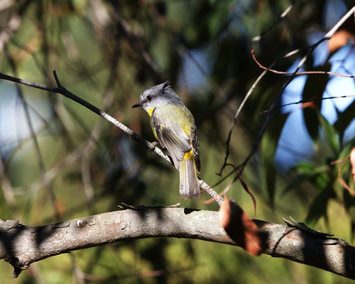 a small bird is perched on a tree limb