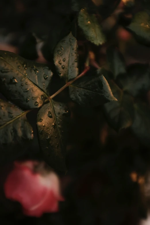 a close up po of leaves and flowers covered in raindrops