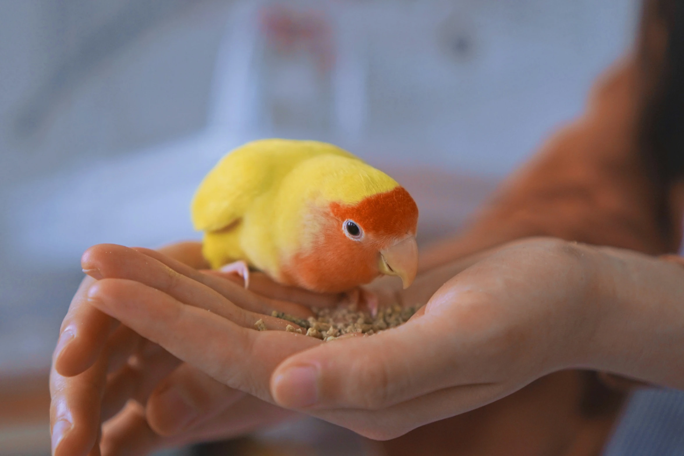 a person holding a bird with gravel inside of it