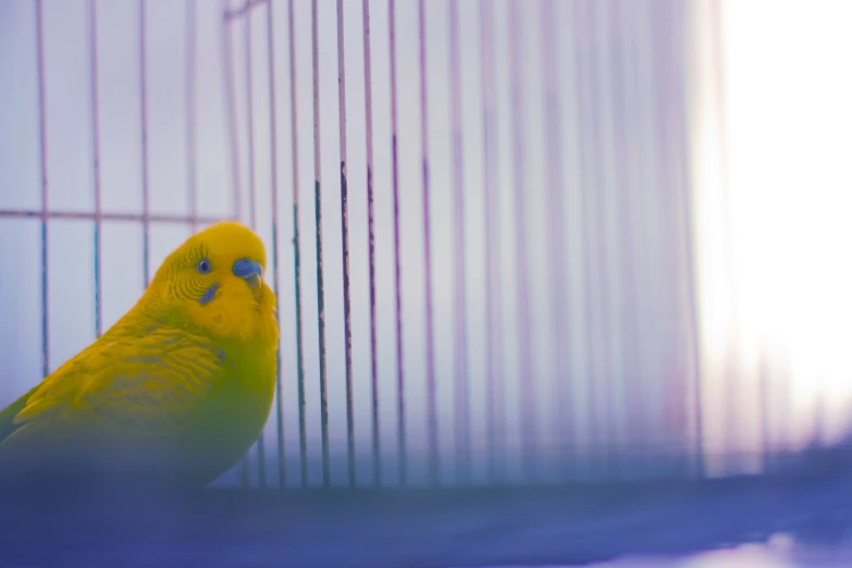 a yellow parakeet sitting inside a caged area