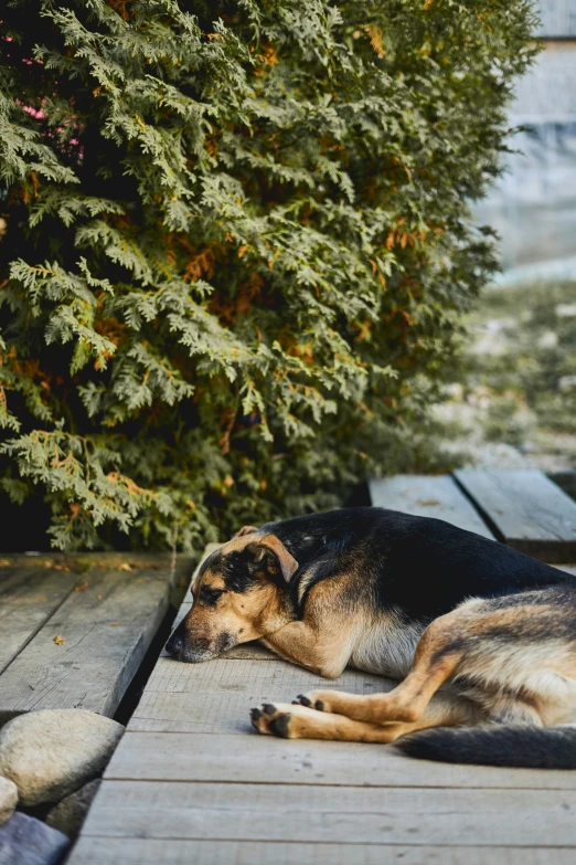 a dog laying on a wooden deck next to trees