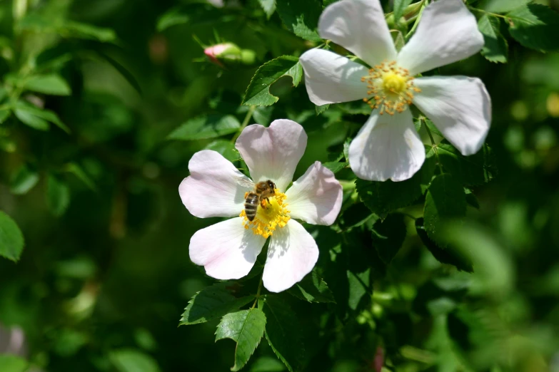 a pink flower with a bee in the middle