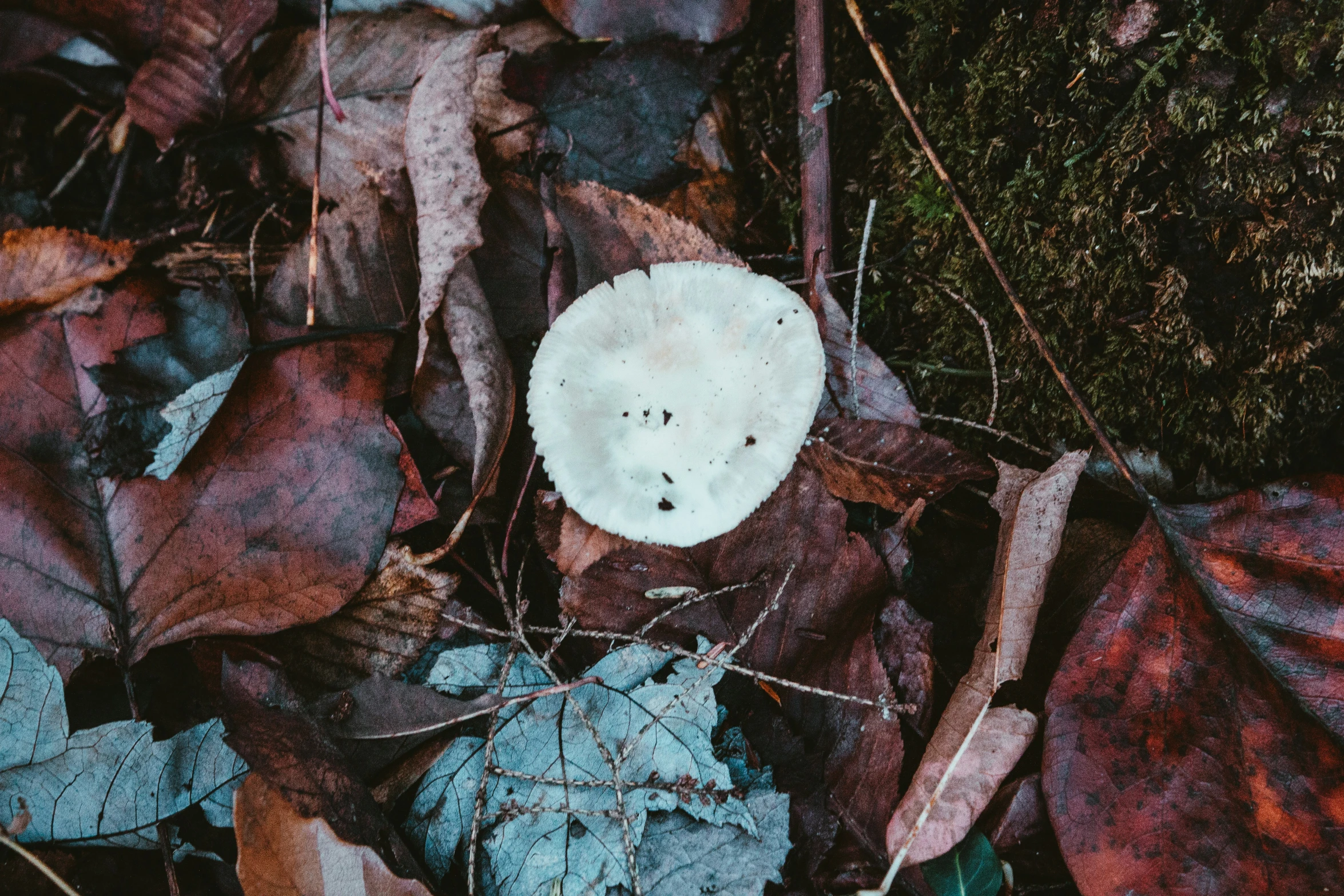 the white object is located amongst some leafs